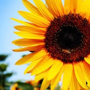 Meet your Posher, Sofia